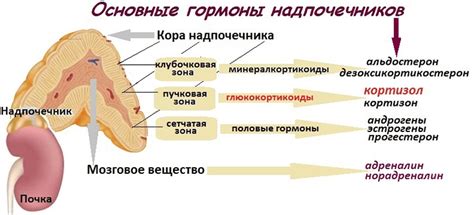 Надпочечники: адреналин, кортизол, альдостерон