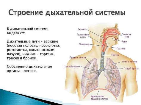 Наличие опухолей в дыхательной системе