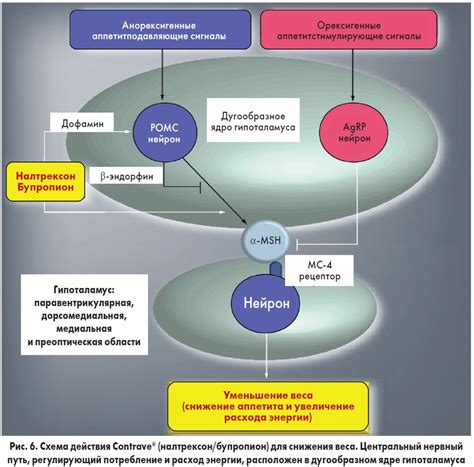 Налтрексон: механизм действия и применение