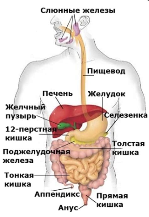 Нарушение пищеварительной системы