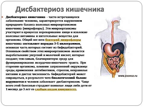 Нарушение пищеварительной системы как источник проблемы