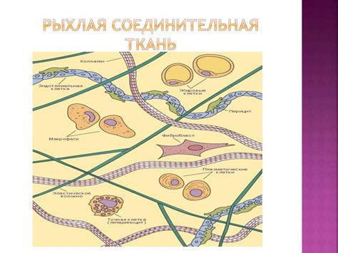 Нарушение соединительных тканей: причины, симптомы и лечение