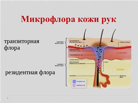 Нарушения микрофлоры кожи