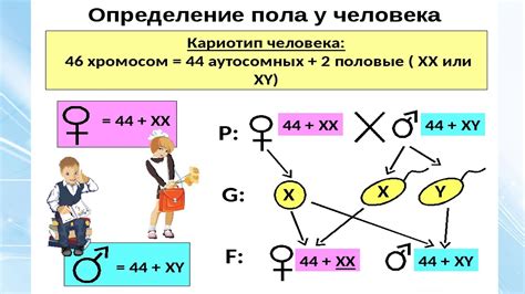 Наследование сцепленное с полом