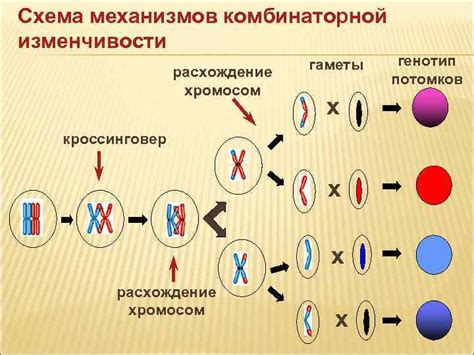 Наследственность и возможность перерождения полукровки