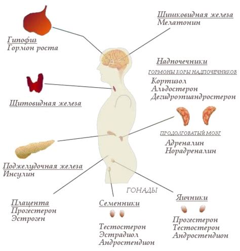 Наследственность и гормональный баланс