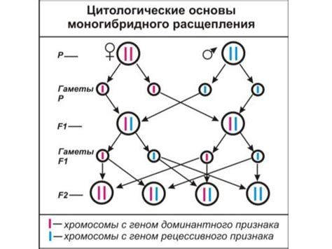 Наследственные факторы в формировании асимметрии