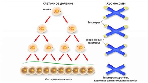 Научное объяснение: причины сновидений с пчелами