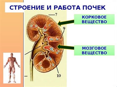 Негативное воздействие НВС-аг на почки и мочевыводящую систему