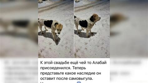 Недостатки кобеля, который не развязан