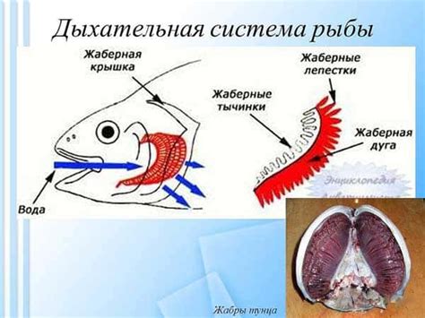 Недостаток кислорода и открытый рот у рыбы