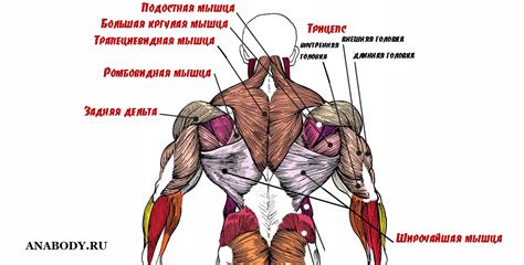 Недостаток физической активности и мышцы спины