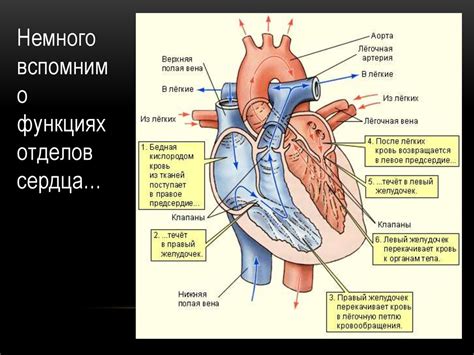 Незначительный стеноз легочной артерии