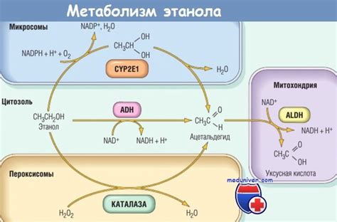 Неингибированность алкогольдегидрогеназы