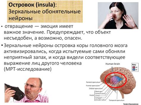 Нейробиологические аспекты разделения внимания