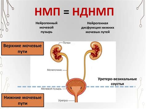 Нейрогенная дисфункция мочевого пузыря у детей