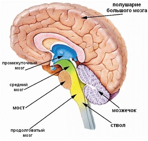 Нейроны головного мозга: структура и функции