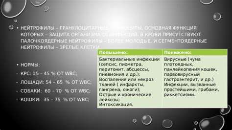 Нейтрофилы: защита организма от инфекций