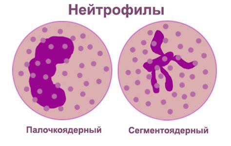 Нейтрофилы в крови женщины