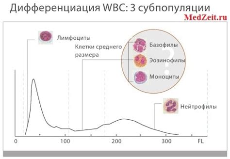 Нейтрофилы показатель ниже нормы