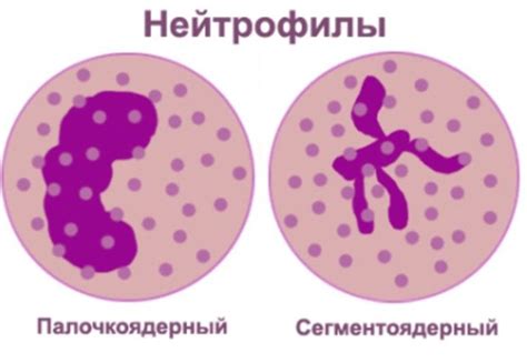 Нейтрофилы сегментоядерные: основные характеристики