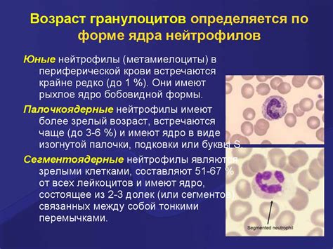 Нейтрофильные лейкоциты и воспаление