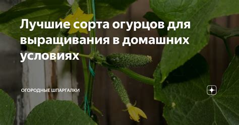 Необходимые условия для выращивания огурцов