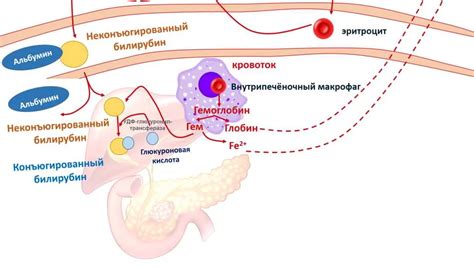 Необычно низкий уровень билирубина