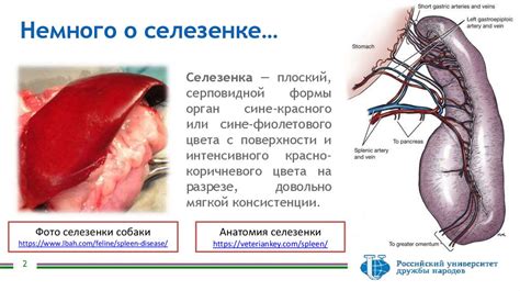 Неоплазия селезенки у собаки