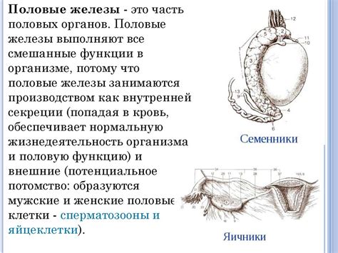 Неоптимальное расположение железы