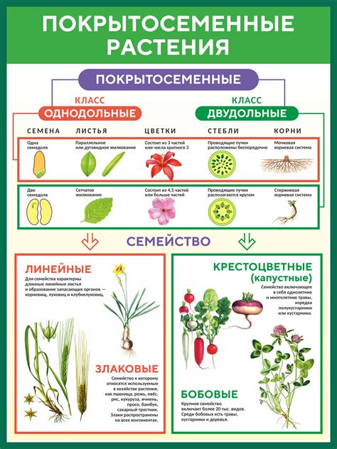 Неорганизованность - главный признак