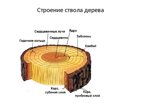 Неповторимое значение древесины в сновидениях