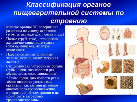 Неполная формированность пищеварительной системы