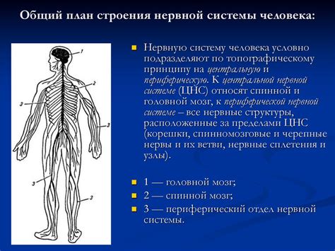 Неполное сформирование нервной системы