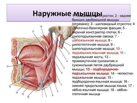 Неполность развитые мышцы пищеварительной системы