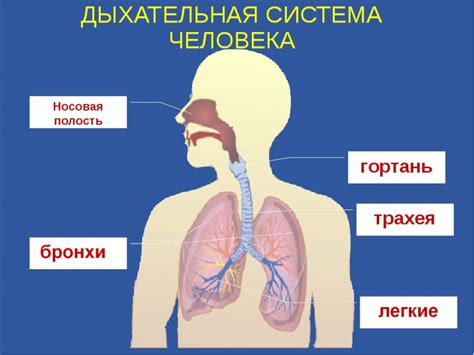 Неправильное положение почек и дыхательной системы