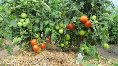 Неправильный полив и уход за помидорами