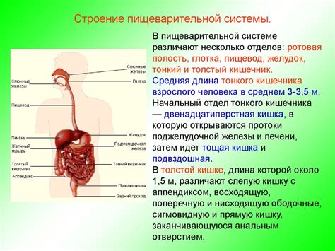 Неприятные запахи и пищеварительная система