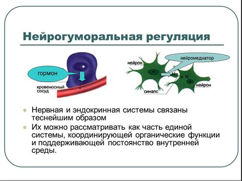 Нервная регуляция секреции