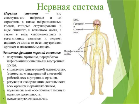 Нервная система и ее составляющие