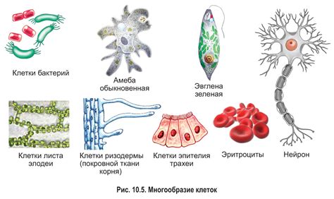 Нервные клетки и их взаимодействие