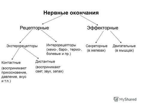 Нервные окончания и их роль в организме