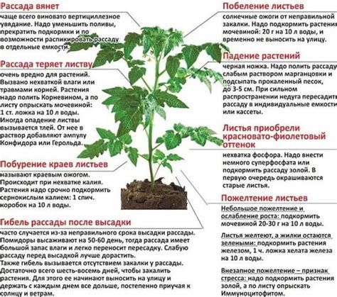 Несоблюдение условий выращивания