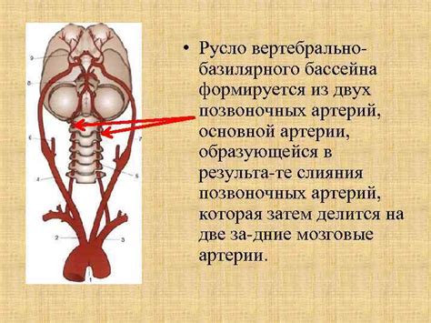 Нестабильность базилярного кровотока