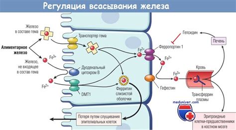 Неферментативные механизмы абсорбции железа