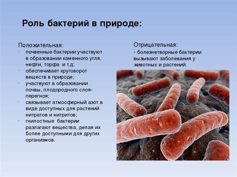 Неферментирующие бактерии и их роль в природе