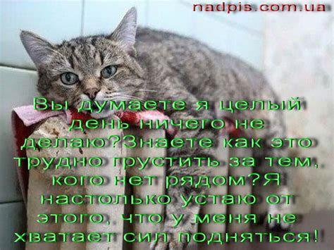 Не хватает сил: что говорит о нас сон, где собака стремится покусать, но не справляется