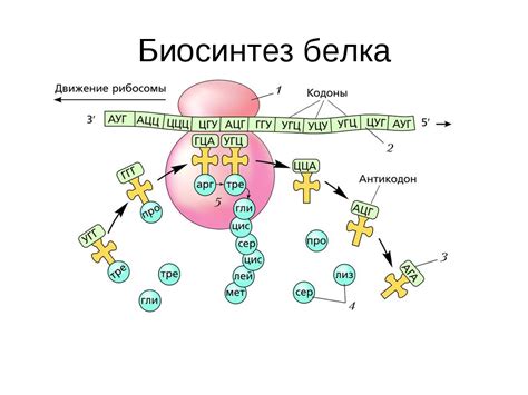 Низкий уровень белка: что это такое?