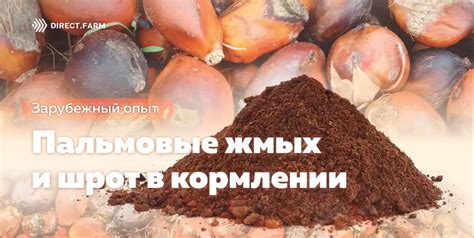 Новые перспективы и возможности: Жмых шрот в мире сновидений