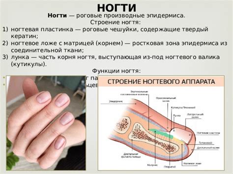 Ногтевое ложе: особенности структуры